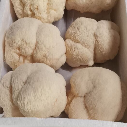 唐山鲜猴头菇 新鲜的猴头菇，现采现卖