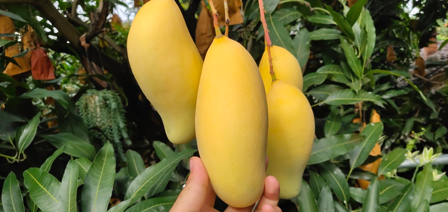 芒果 云南省保山市隆阳区