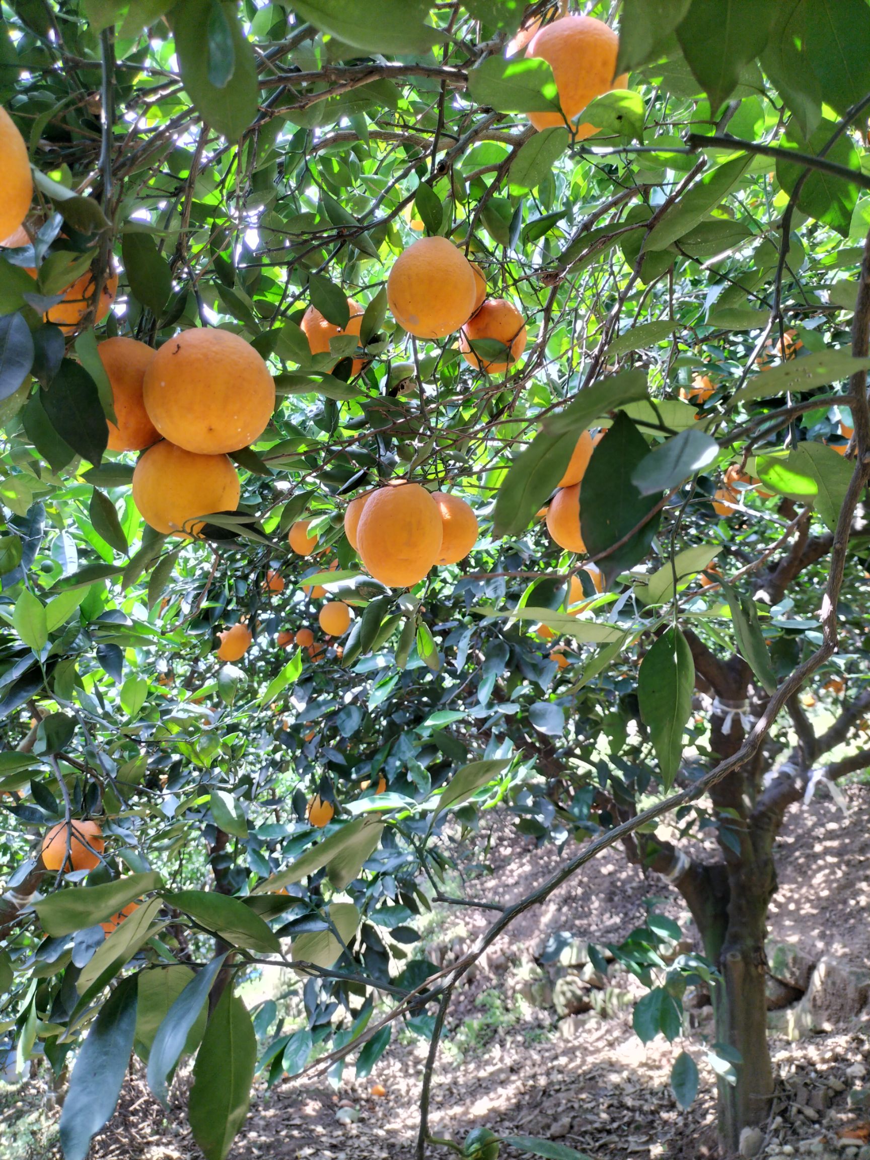 红橙  中华红 湖北秭归脐橙 产地直发 量大清甜