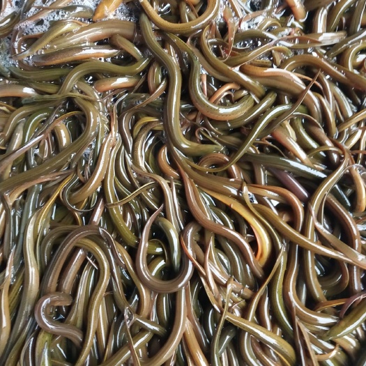 兴义市正大9号黄鳝  黄鳝，正大黄鳝，成活高，长势快，火爆出售中