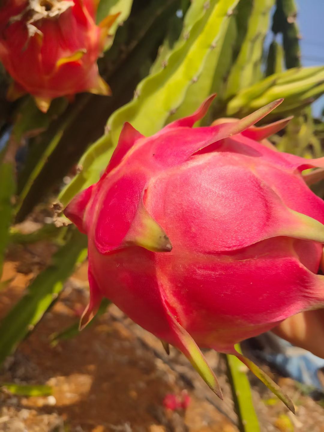 火龙果 广东省湛江市遂溪县 红色