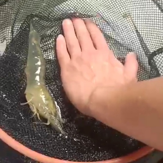 饶平县南美白对虾第一代高抗快大对虾苗