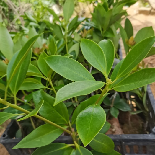 苍梧县八角树苗  大红八角苗木王