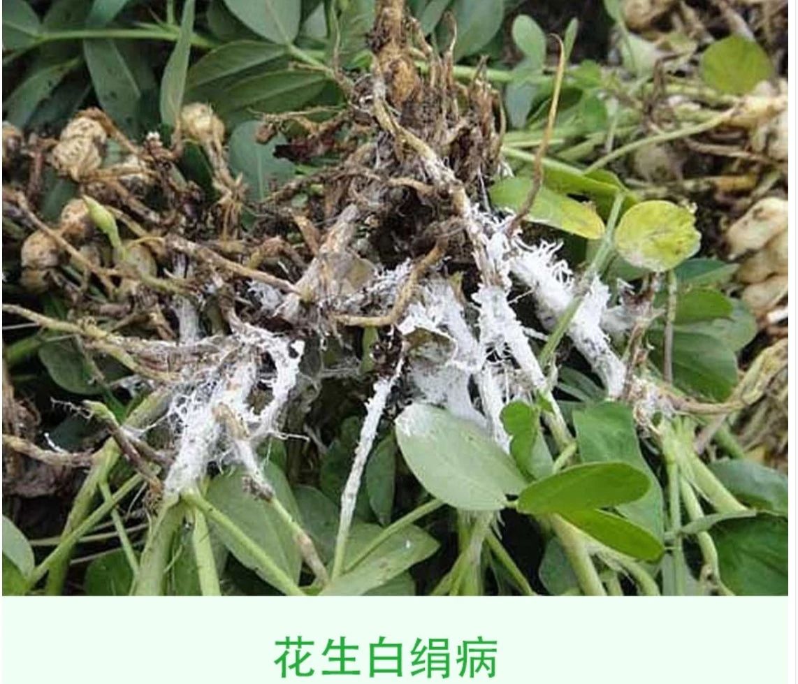 捷萃噻呋酰胺30%水稻茭白花生纹枯病白腐病白绢病杀菌剂农药