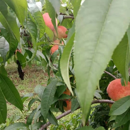 江油市大桃红 毛桃