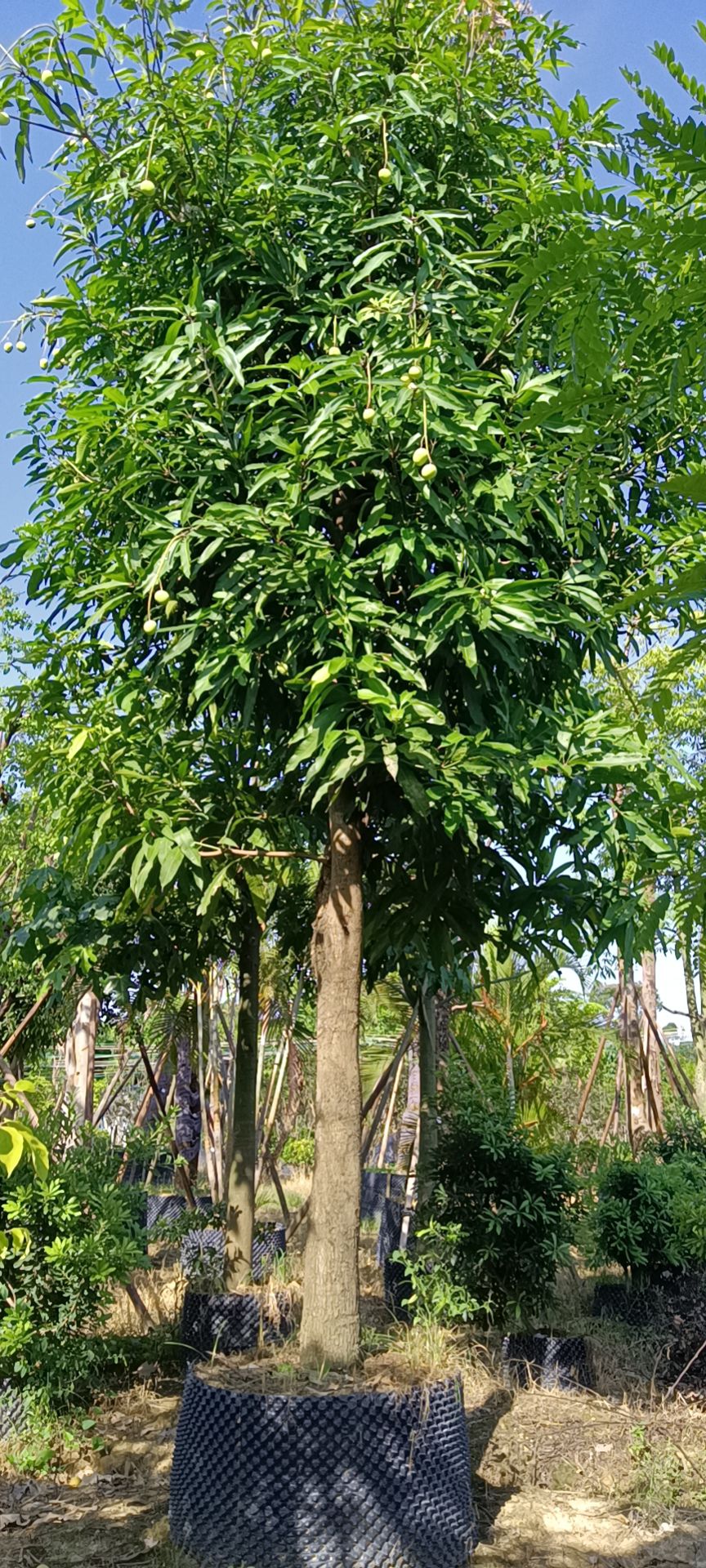 扁桃树  扁桃，无忧花、扁桃、蓝花楹、紫花风铃、铁冬青、香樟