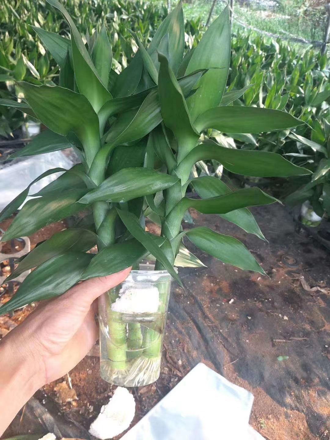 水培观音竹 水培荷花竹35公分