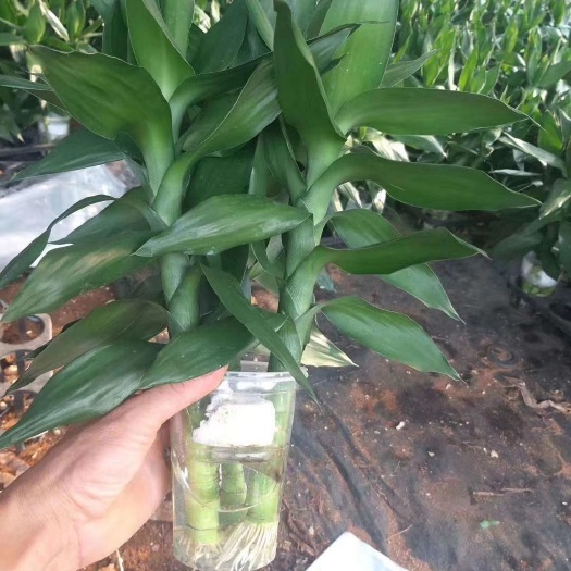 广州水培观音竹 水培荷花竹35公分