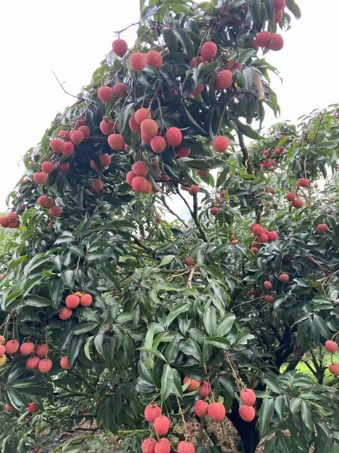 白糖罂荔枝苗  白糖罂  正品嫁接苗  早熟 高产易管理品种