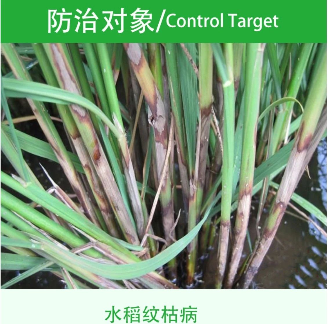 捷萃噻呋酰胺30%水稻茭白花生纹枯病白腐病白绢病杀菌剂农药