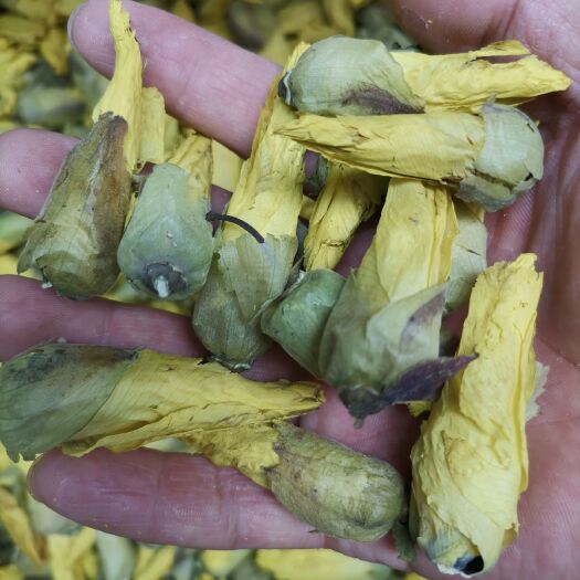 安国市黄蜀葵   京兰葵  金花葵  秋葵 精选花蕾  大花