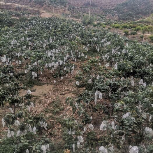 普格县芒果苗 