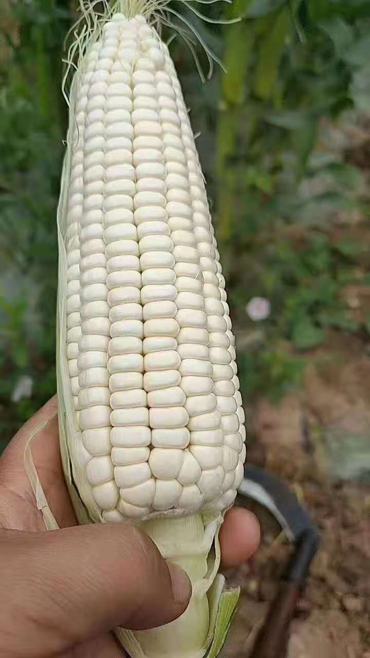 甜玉米  新鲜玉米 一件代发水果玉米 糯玉米 黄色玉米