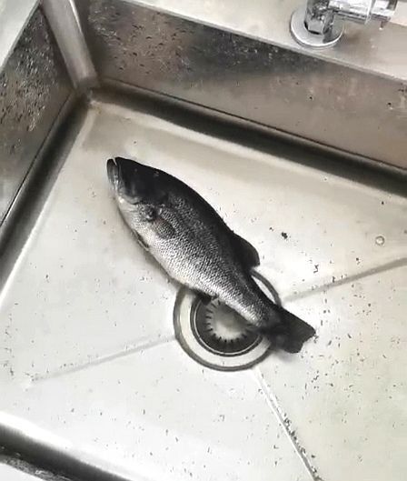 南京 加州鲈鱼