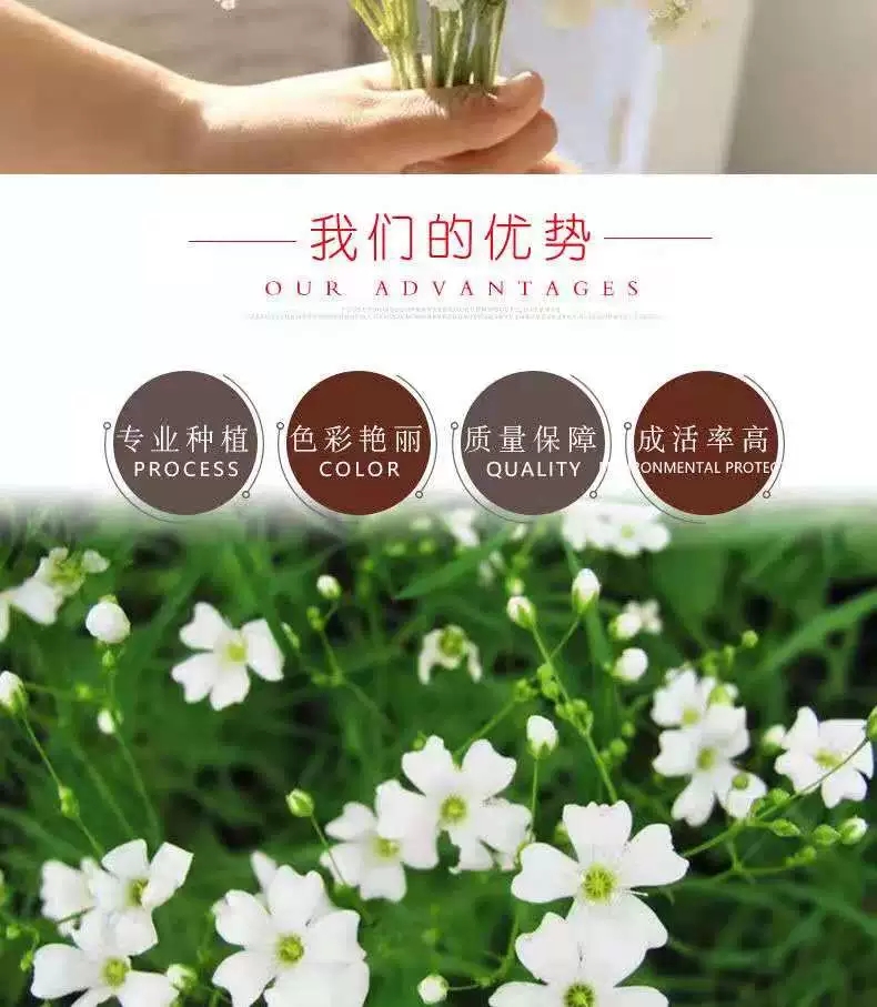 满天星小苗 白色重瓣易养植物花卉花店客厅阳台趣味插花绿植盆栽