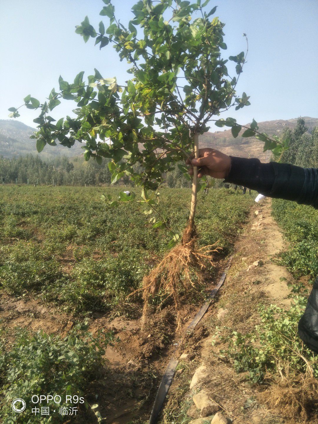 （包邮）树形金银花苗  四季花二年苗，免费技术指，