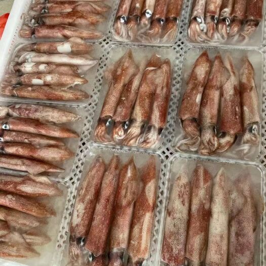 北海四号钓鱿鱼