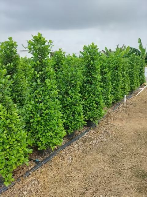 四会市50亩火山榕基地直售，另出售非洲茉莉，等