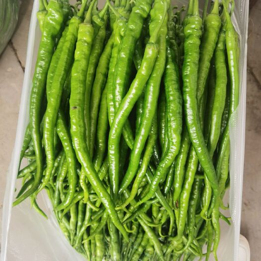 腾冲市二荆条 精品线椒大量上市，货源充足，可长期供货，欢迎各地老板实地考察