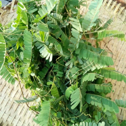 高州市高州特产大山里的鸡骨草