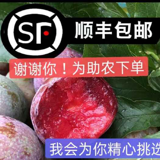 怀集县正宗银妃三华李新鲜当季水果酸甜脆口！！