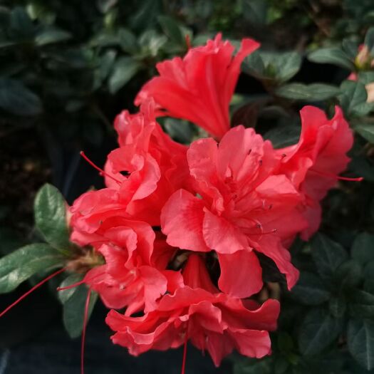 成都四季杜鹃  美国安酷杜鹃，四季开花杜鹃，花色种类多，花朵大，花期长长势快
