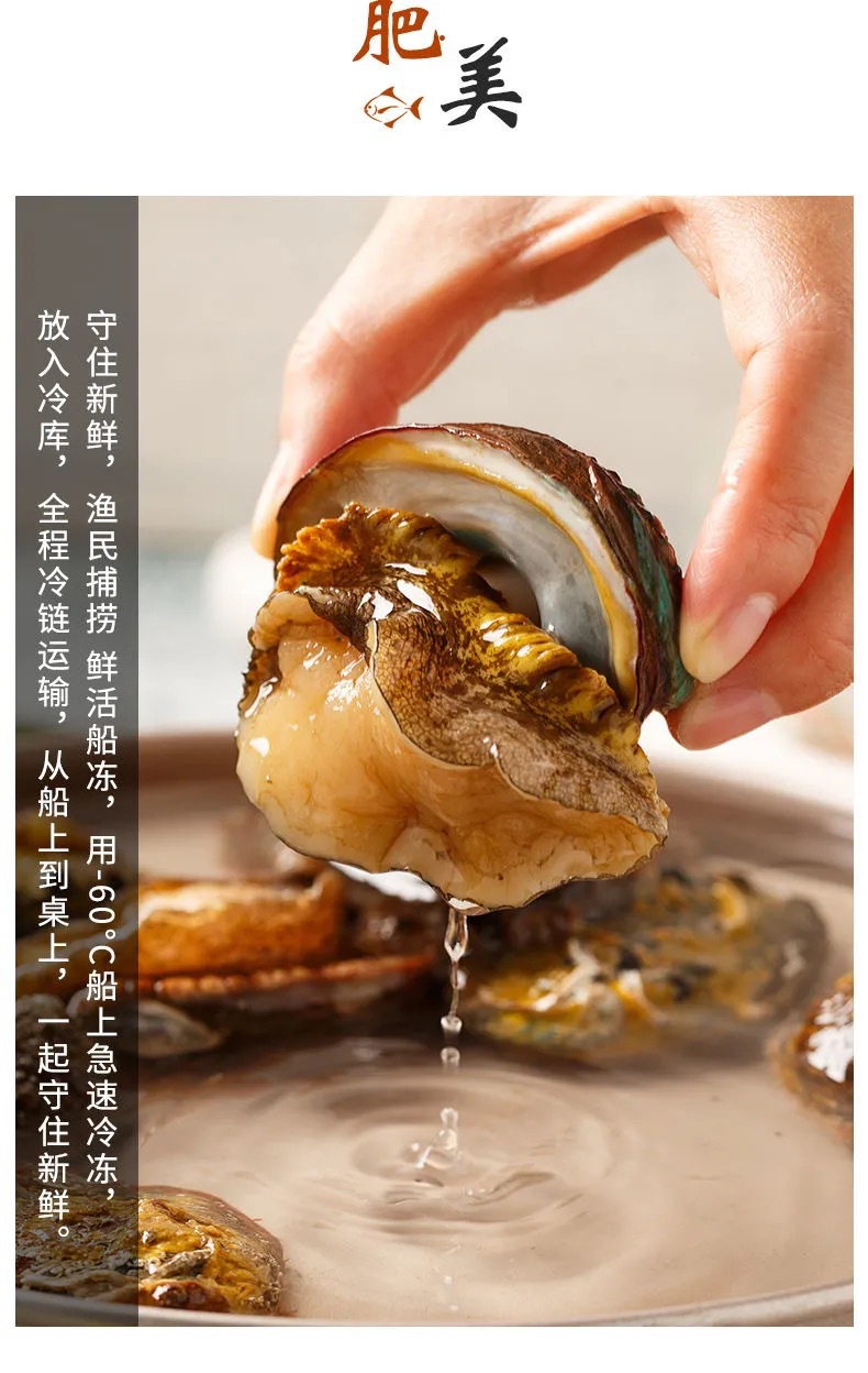  海鲜水产鲜活鲍鱼4-12头/斤大鲍鱼新鲜活体大个鲍鱼
