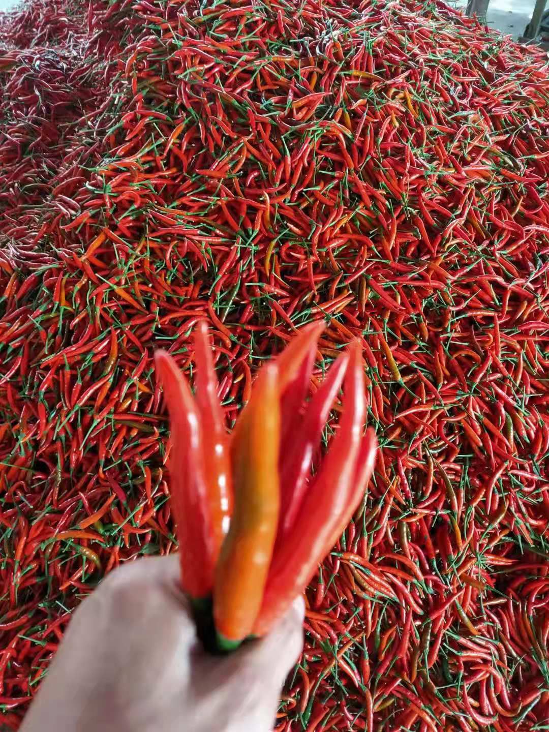 广西朝天椒,广西小米辣椒