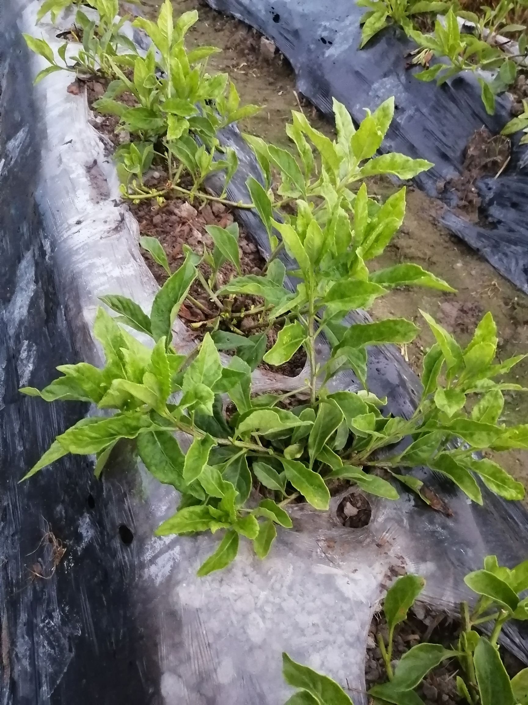 长寿菜  白子菜