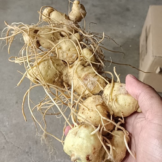 衢州 黄精