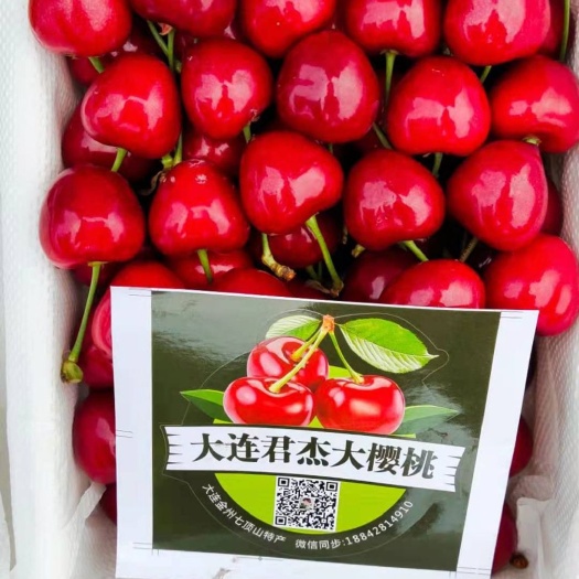 大连美早樱桃  大连金州七顶山大樱桃，品种齐全，口感没得说