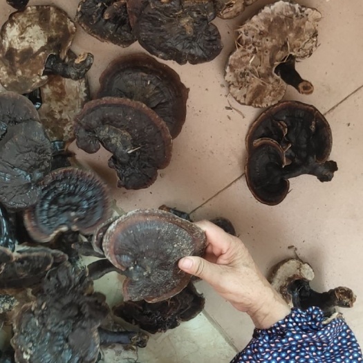 富宁县黑灵芝 亮货    香喷喷的那种