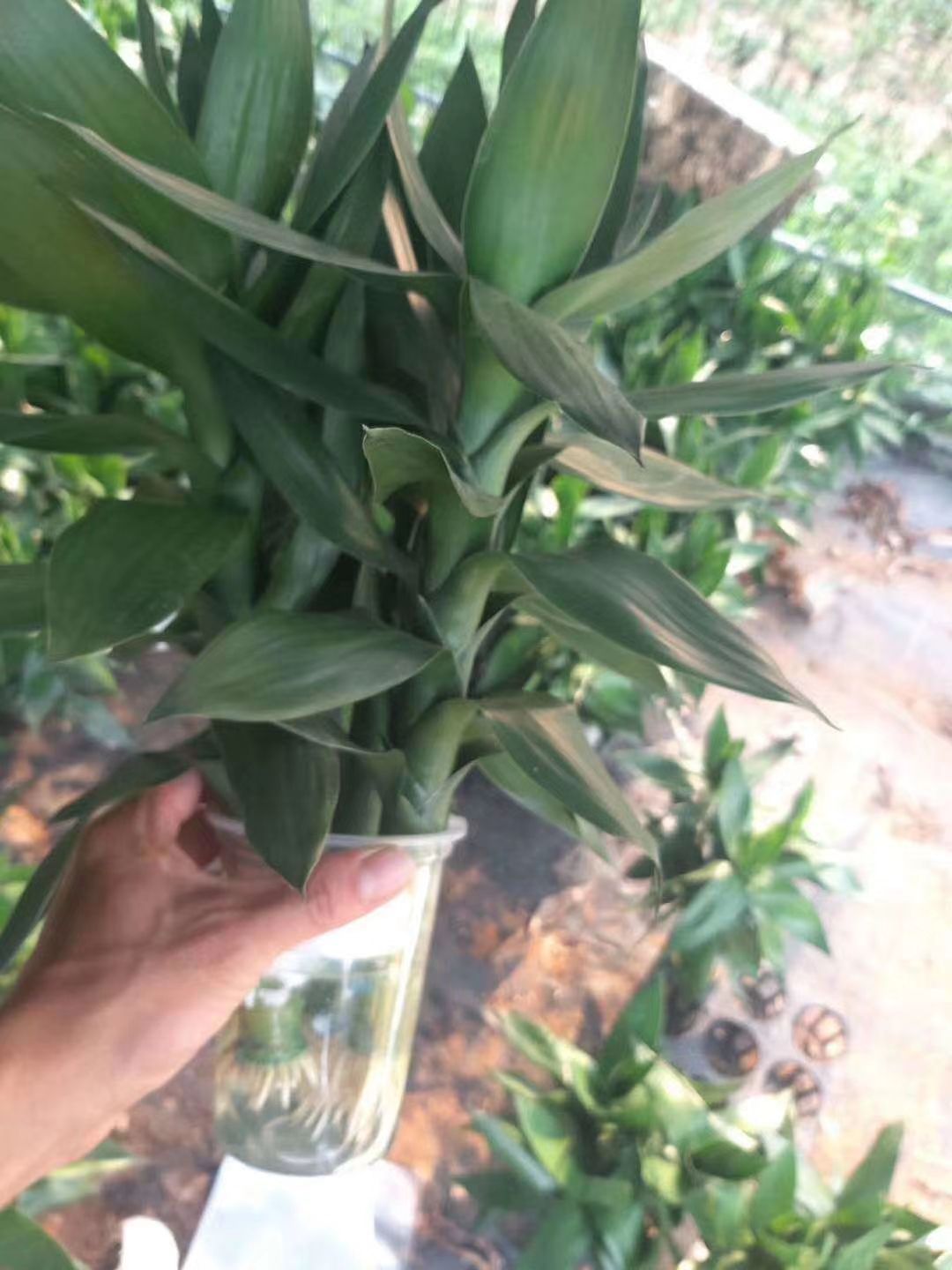 水培观音竹 水培荷花竹35公分