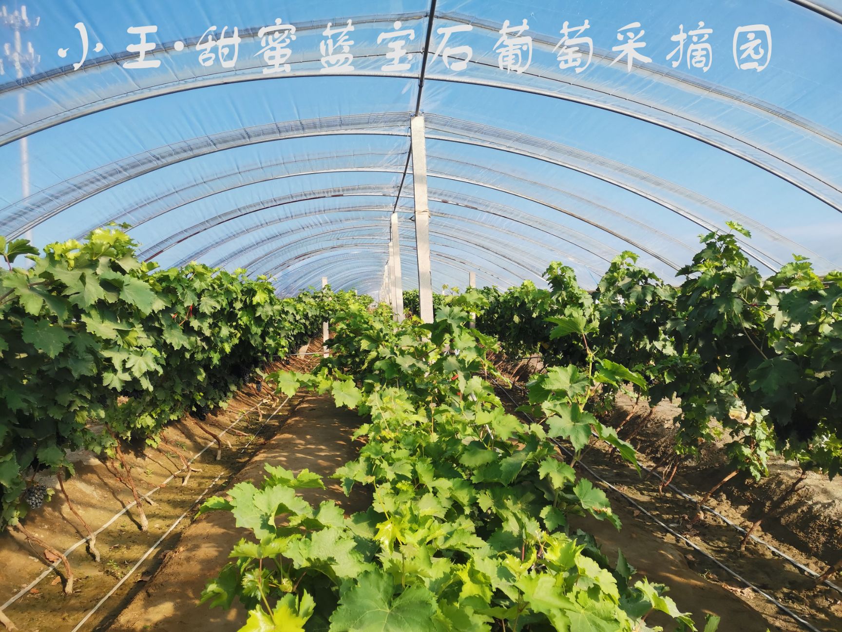 美人指葡萄  新疆甜蜜蓝宝石葡萄，中草药纯菌生态果，光照充足，口感好！！