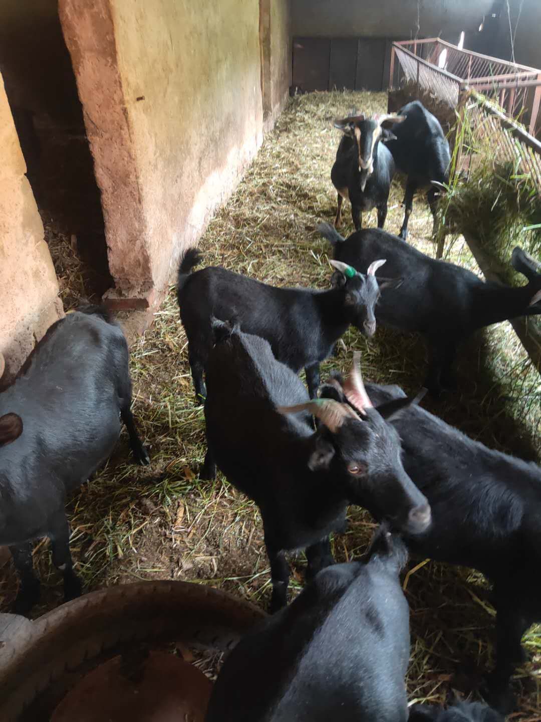 黑云南黑山羊本地羊云岭黑山羊土八路本地羊40斤左右