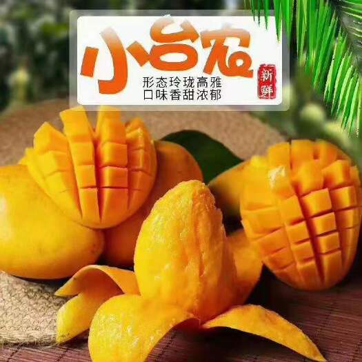 田东县台农芒 广西百色芒果