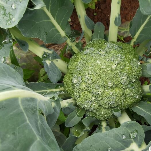 威宁县优秀西兰花 西兰花，花菜