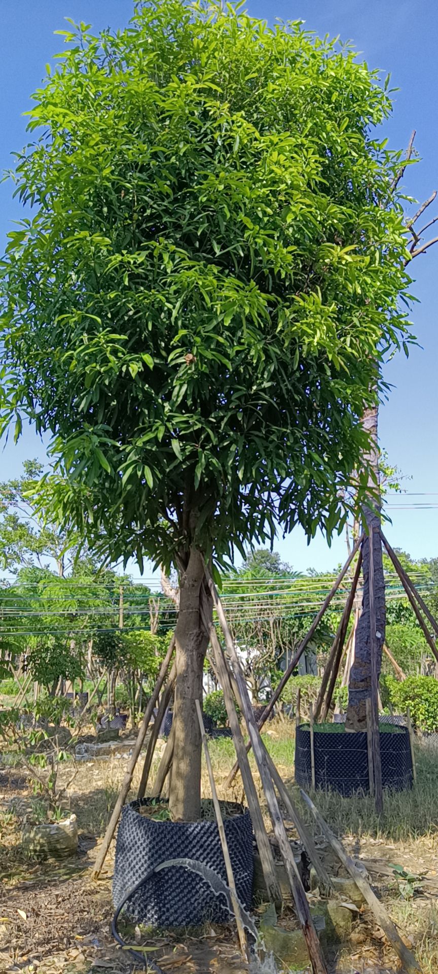 扁桃树  扁桃，无忧花、扁桃、蓝花楹、紫花风铃、铁冬青、香樟