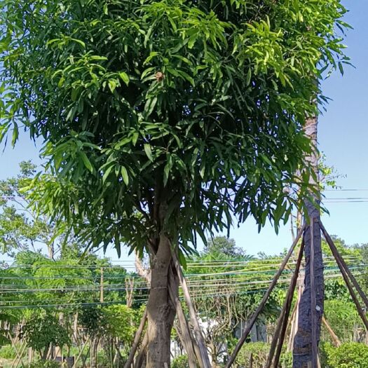 南宁扁桃树  扁桃，无忧花、扁桃、蓝花楹、紫花风铃、铁冬青、香樟