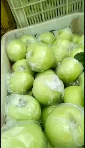 金帅苹果  华硕苹果 早熟苹果大量上市 口感脆甜