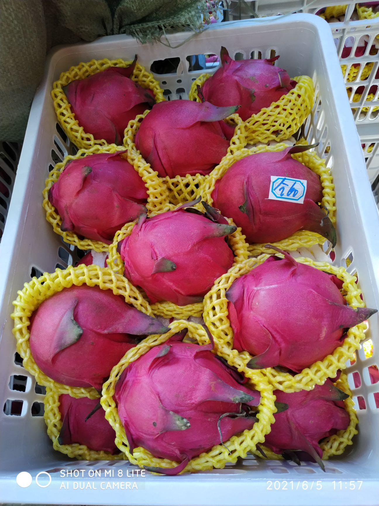 金都一号火龙果