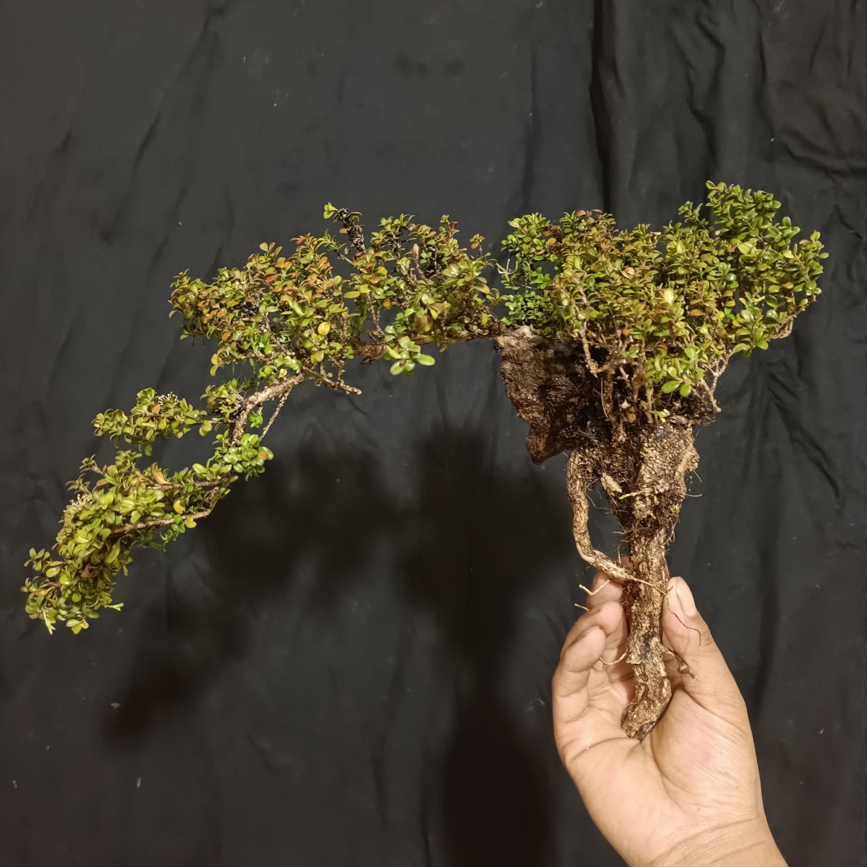  精品珍珠黄杨