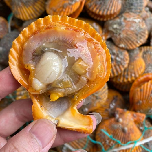 饶平县鲜活扇贝鲜活带壳大扇贝海鲜水产烧烤粉丝扇贝蒜蓉扇贝