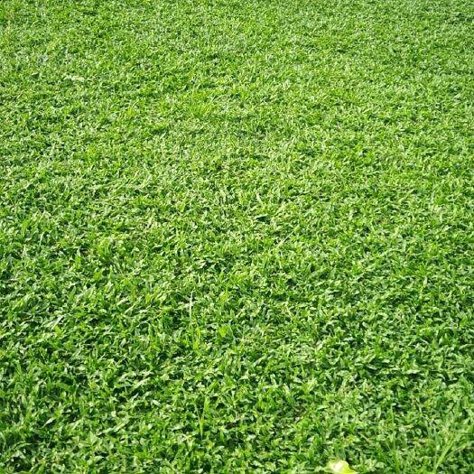 清远大叶油草 