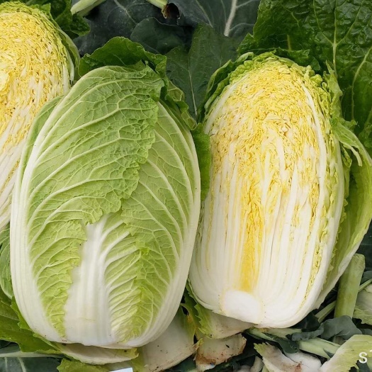 黄心白菜新鲜上市一手货源商超电商批发大量现货地头现摘现发对接