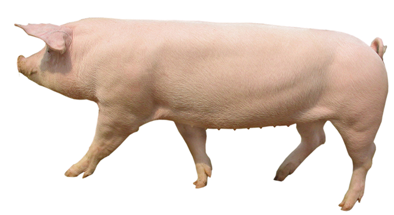 美系种猪品种大全图片图片