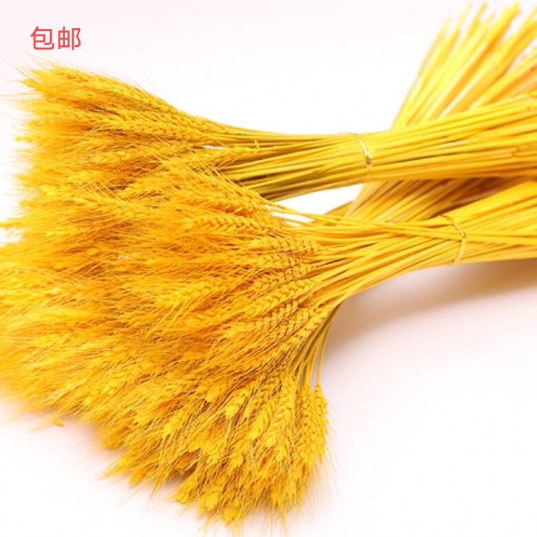 麦穗干花  基地直发大量装饰花干花小麦