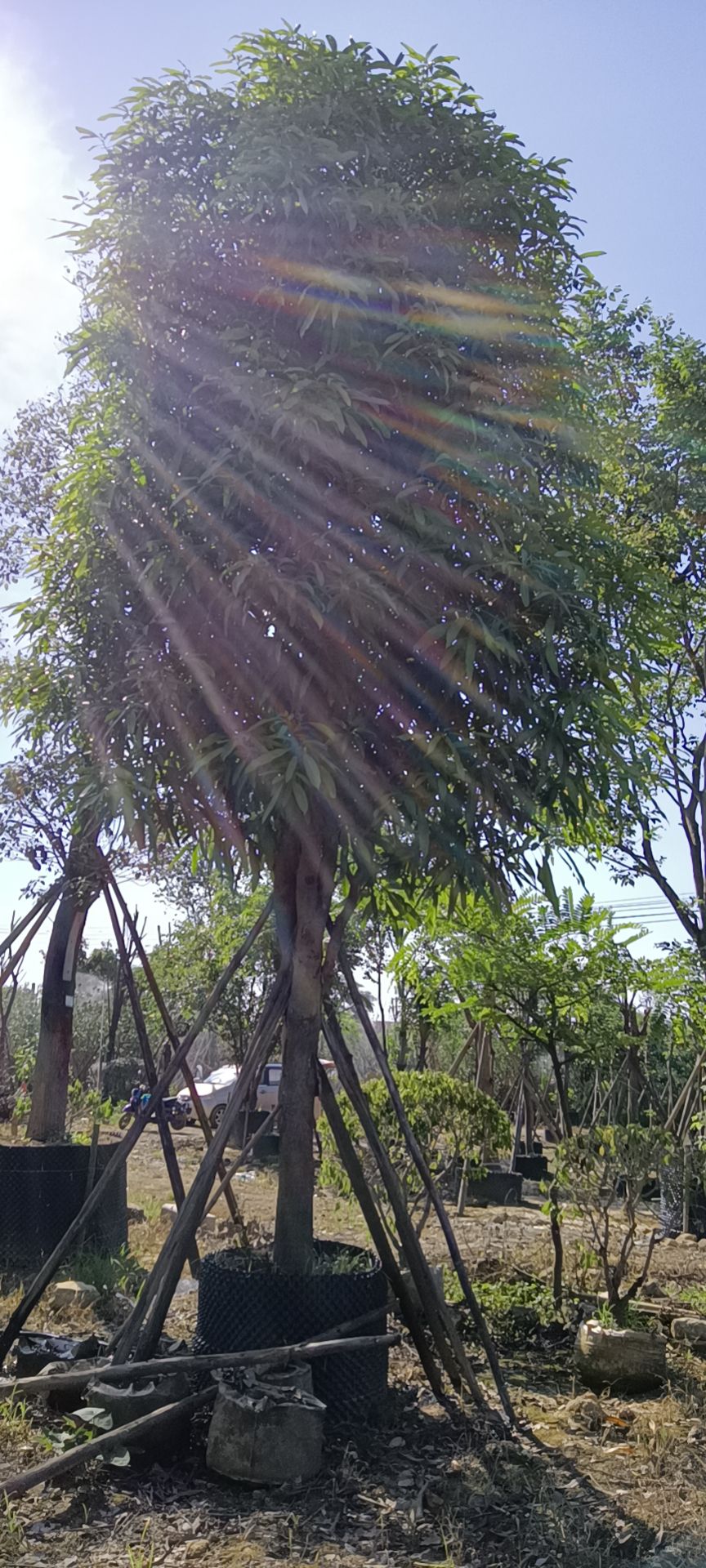 扁桃树  扁桃，无忧花、扁桃、蓝花楹、紫花风铃、铁冬青、香樟