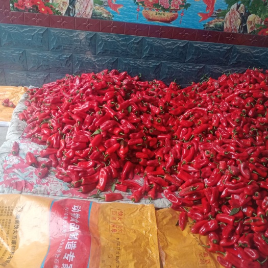 费县红泡椒 紅泡椒。微辣。肉厚，紅泡椒。肉厚