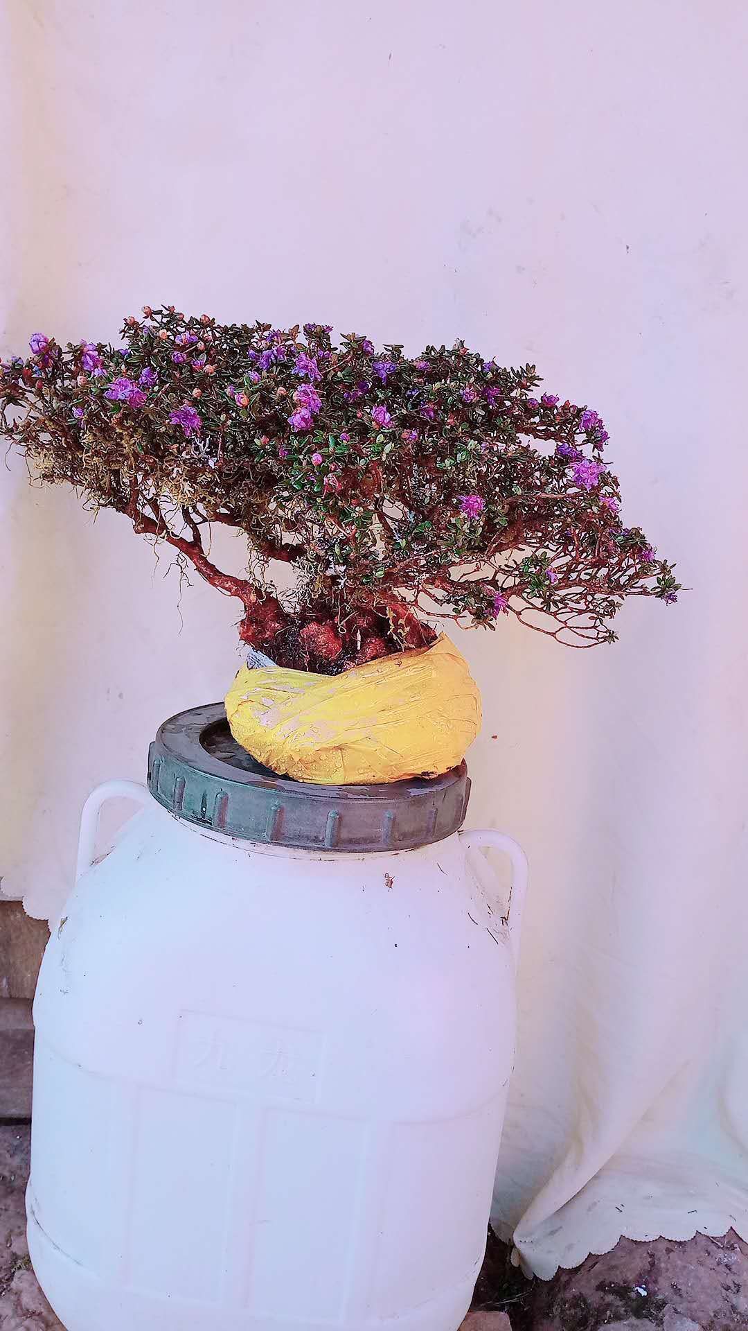 高山杜鹃  米叶紫花杜鹃走量